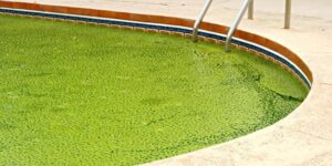 Pool Algae