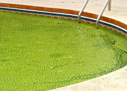 Pool Algae