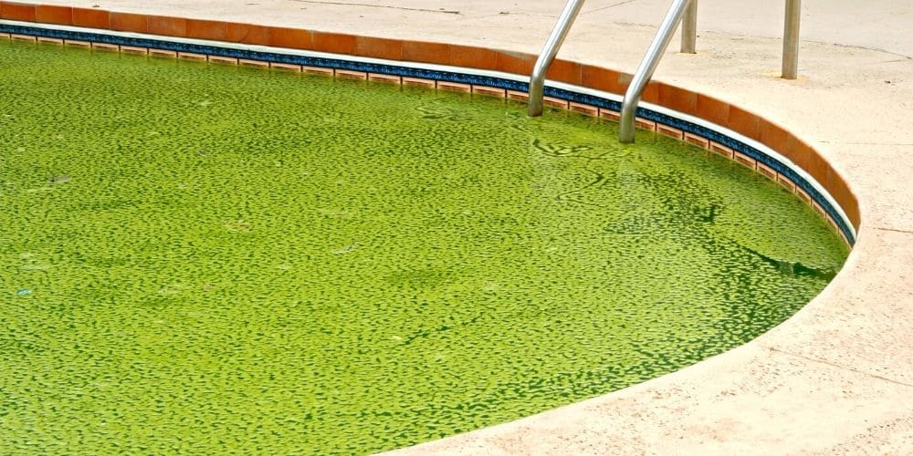 How to Get Rid of Algae in Your Pool? Tips & Tricks